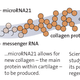 Image for article titled Humans Have a ‘Salamander-Like’ Ability to Regenerate Damaged Body Parts, Study Finds